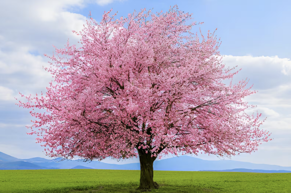 10 Adet Pembe Cherry Blossom Ağacı Tohumu