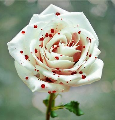 20 Adet Redspotwhite Gül Tohumu