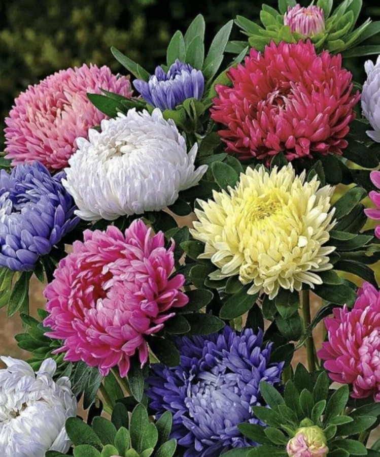 20 Adet Karışık Pompon Aster Papatya Çiçeği