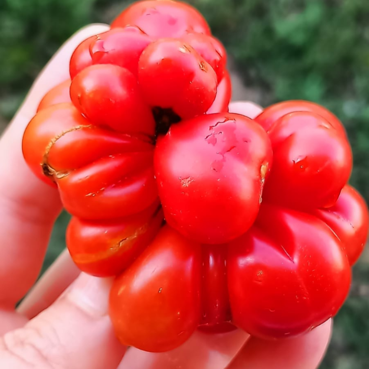 10+ Adet Yolcu Domatesi Tohumu- Atalık Tür