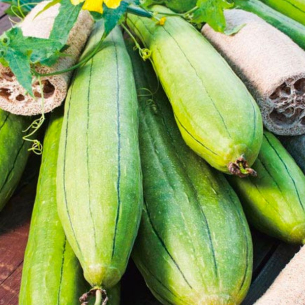 5 Adet Lif Sünger Kabağı Tohumu - Luffa Cylindrica