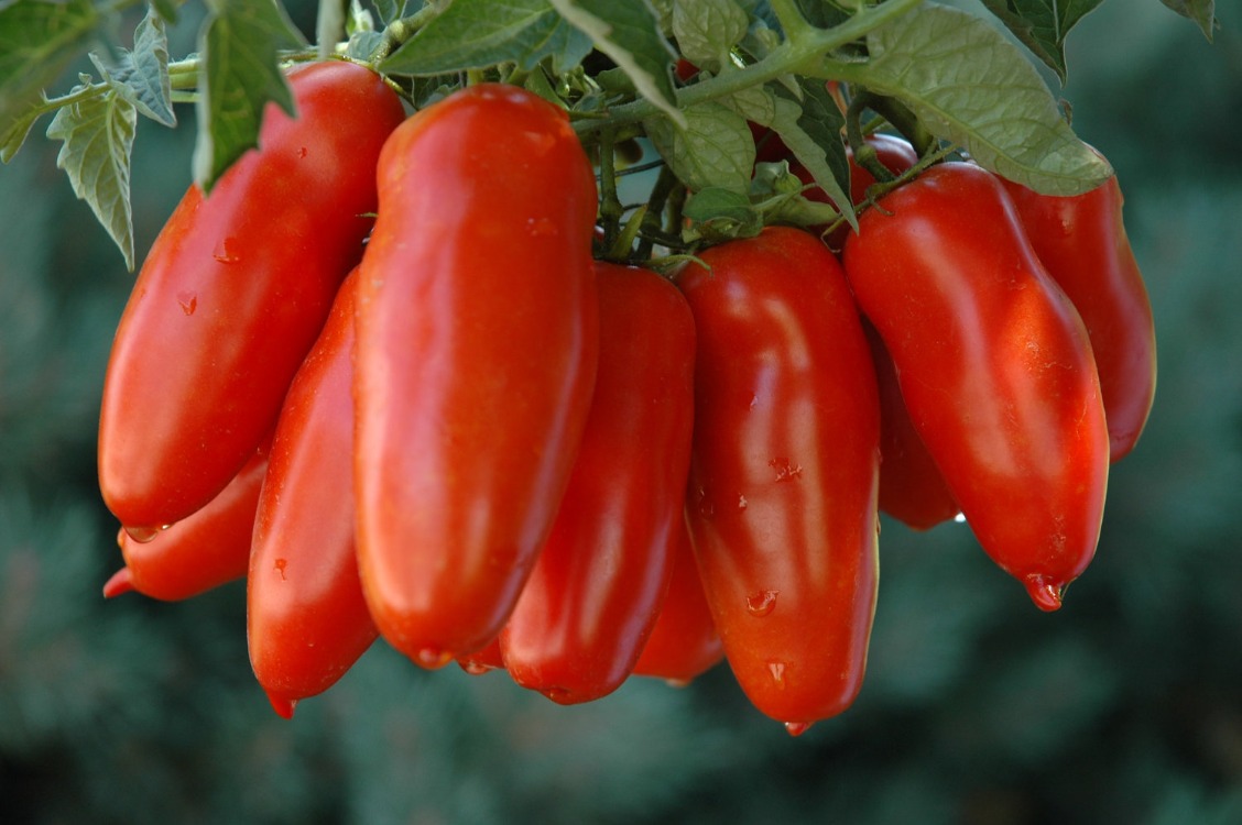 10+ Adet San Marzano Sosluk İtalyan Domatesi Tohumu- Sırık Tipi