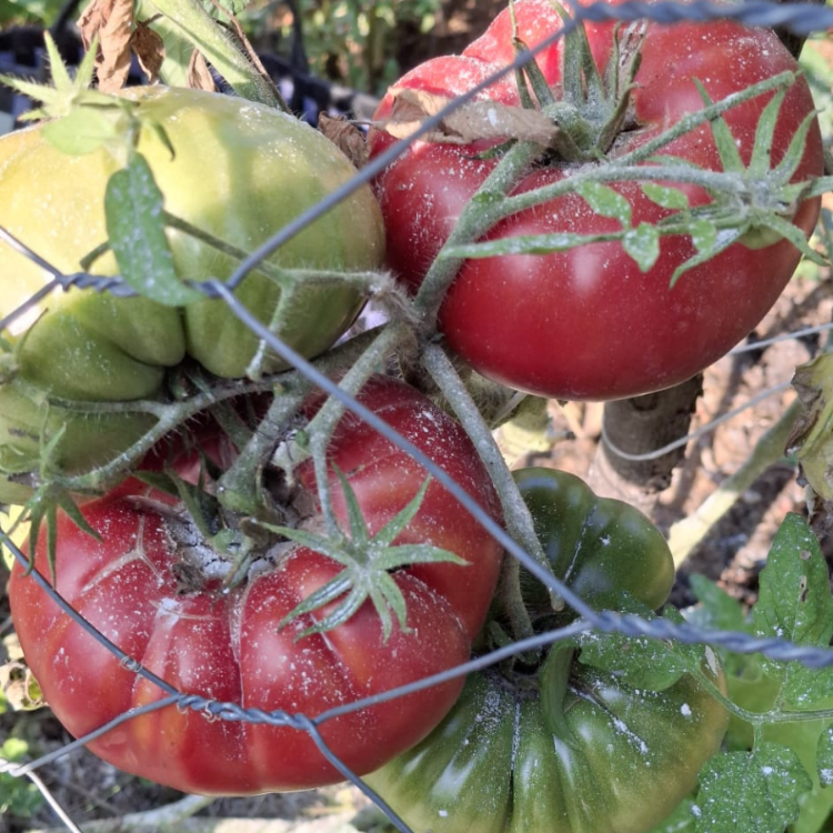 10+ Adet Yüzyıllık Pembe Atalık Domates Tohumu