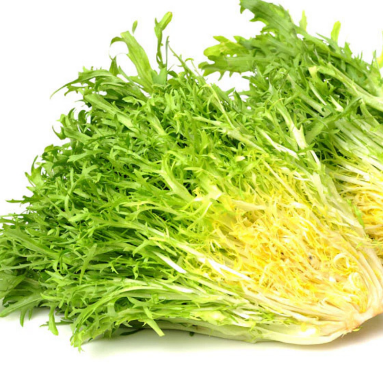 100+ Adet Kıvırcık Yapraklı Hindiba- Endiv- Kıvırcık Frenk Salatası Tohumu
