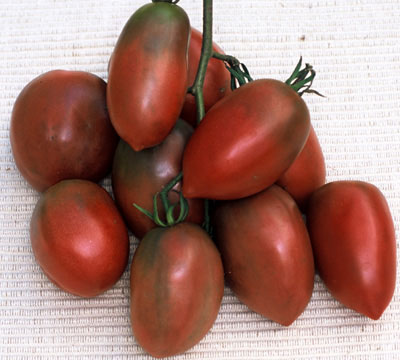 10+ Adet Geleneksel Mor Rus Domates  Domatesi Tohumu- Purple Russian Tomato