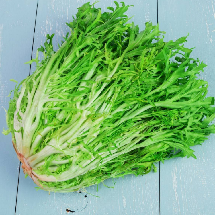 100+ Adet Kıvırcık Yapraklı Hindiba- Endiv- Kıvırcık Frenk Salatası Tohumu