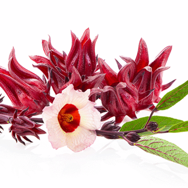 10+ Adet Roselle Hibiscus- Kerkede Şifalı Bitki Tohumu