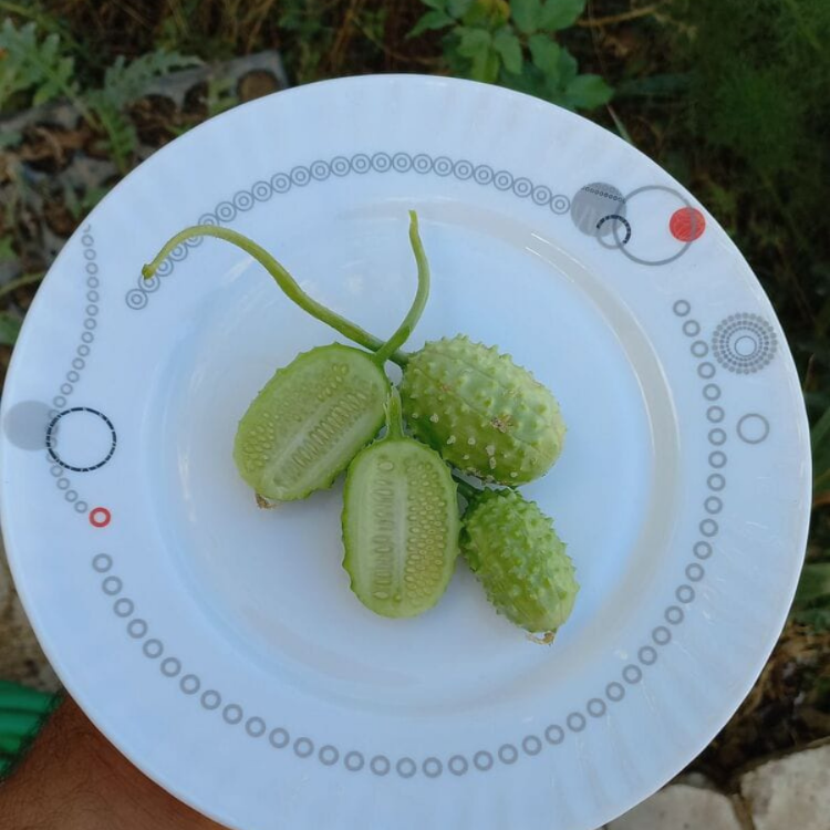 10+ Adet Geleneksel Kirpi Salatalık Tohumu