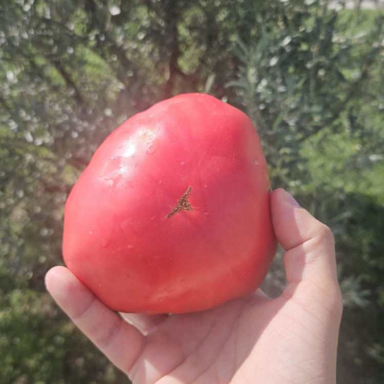 10+ Adet Osmanlı Pembesi Domatesi Tohumu- Atalık Tür