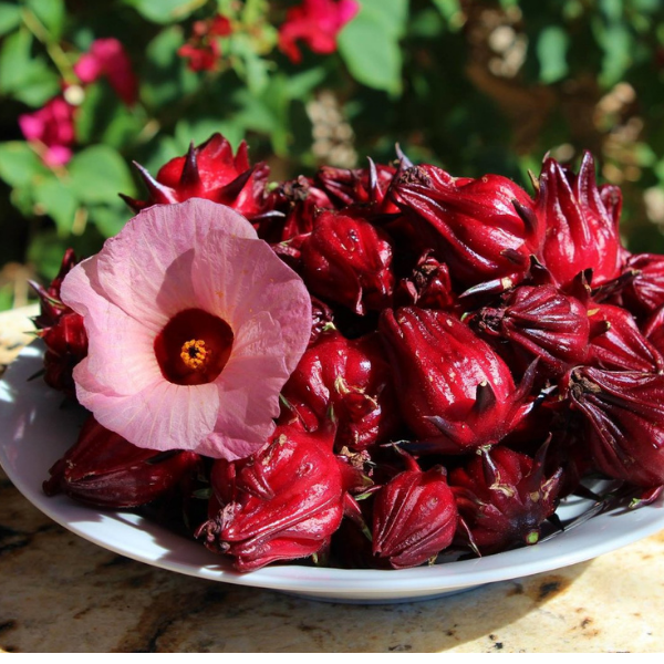 10+ Adet Roselle Hibiscus- Kerkede Şifalı Bitki Tohumu