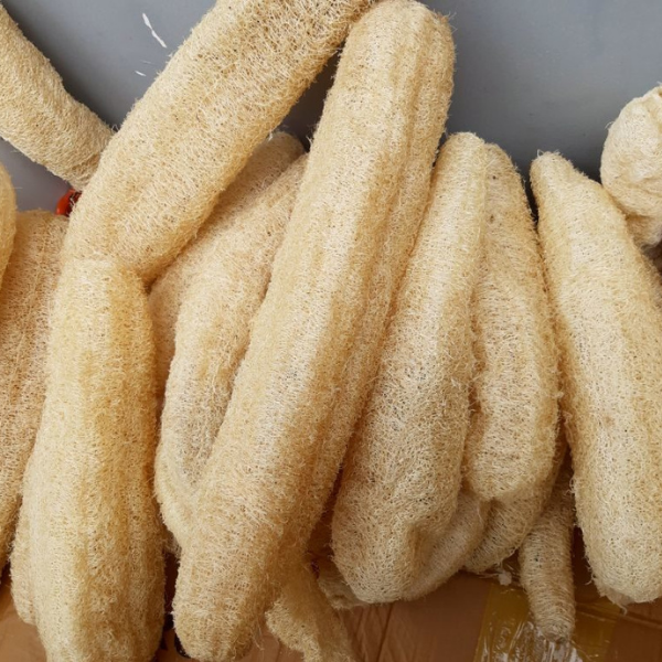5 Adet Lif Sünger Kabağı Tohumu - Luffa Cylindrica