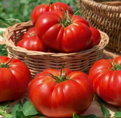 10+ Adet Geleneksel Marmande Biftek Domates Tohumu- Erkenci Tür