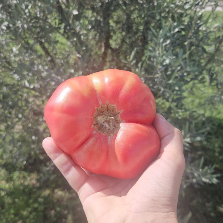 10+ Adet Osmanlı Pembesi Domatesi Tohumu- Atalık Tür