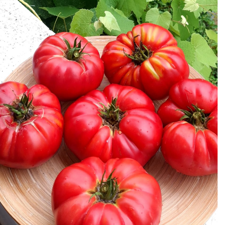 10+ Adet Yüzyıllık Pembe Atalık Domates Tohumu