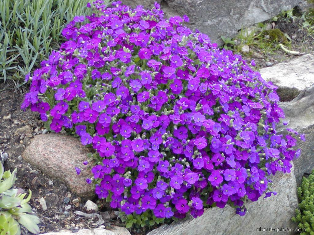 200+ Adet Aubrieta Mor Çiçekli Yer Örtücü Tohumu