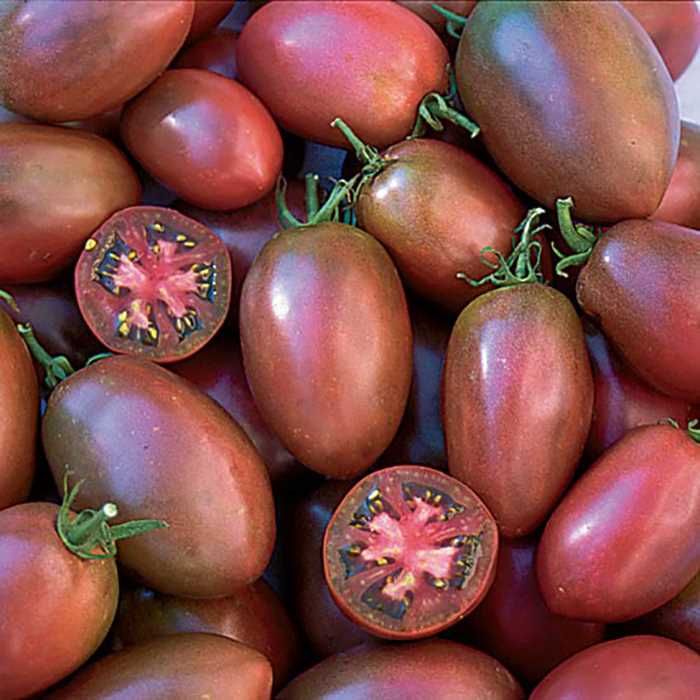 10+ Adet Geleneksel Mor Rus Domates  Domatesi Tohumu- Purple Russian Tomato