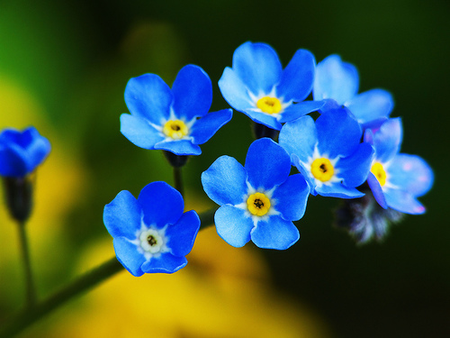 200+ Adet Forget Me Not- Beni Unutma Çiçeği Tohumu