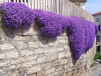 200+ Adet Aubrieta Mor Çiçekli Yer Örtücü Tohumu