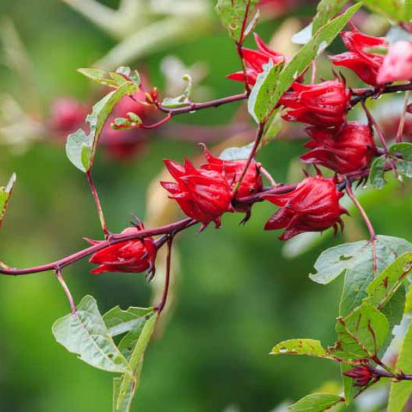 10+ Adet Roselle Hibiscus- Kerkede Şifalı Bitki Tohumu
