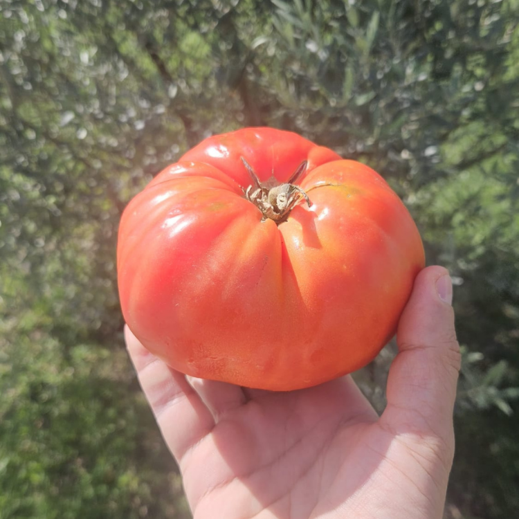 10+ Adet Osmanlı Pembesi Domatesi Tohumu- Atalık Tür