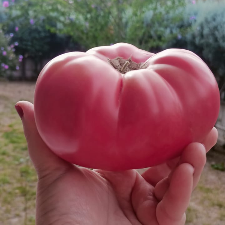 10+ Adet Osmanlı Pembesi Domatesi Tohumu- Atalık Tür