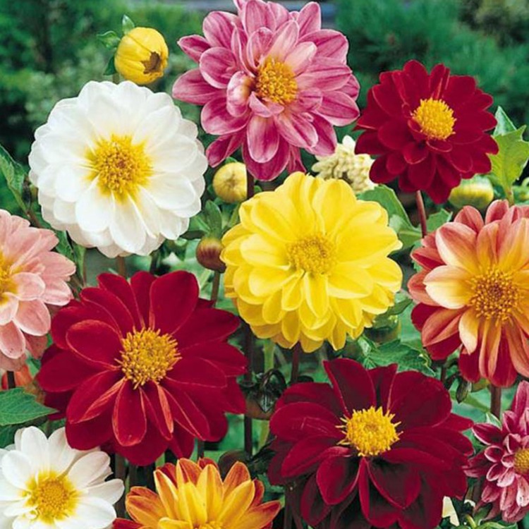 30+ Adet Dahlia Variabilis Katmerli Çiçekli Tohumu