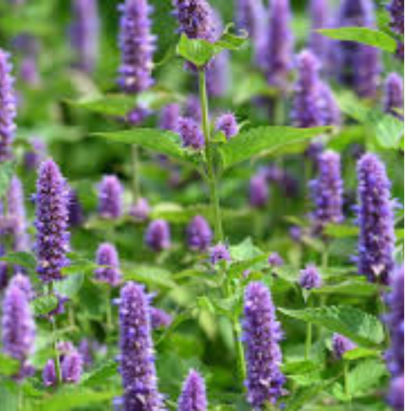 100+ Adet Züfa Otu Tohumu - Hyssopus Officinalis