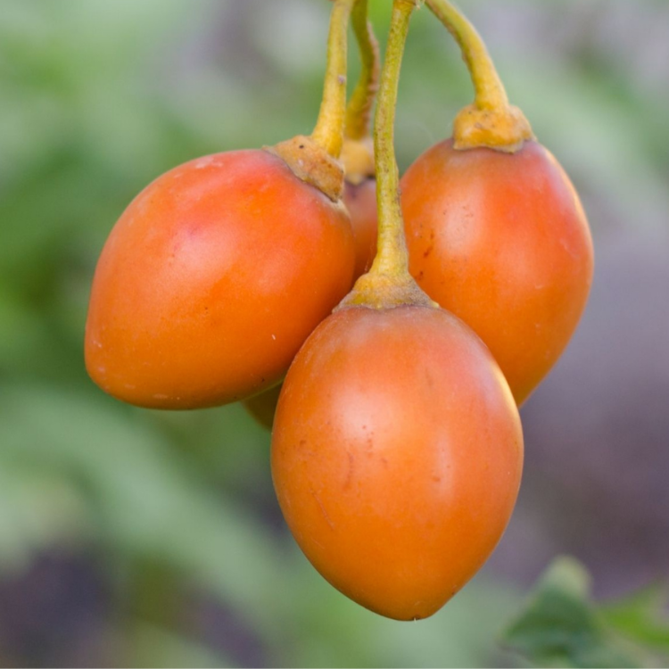 5 Adet Turuncu Tamarillo Domates Ağacı Tohumu- Sadece Tohum Dünyasında