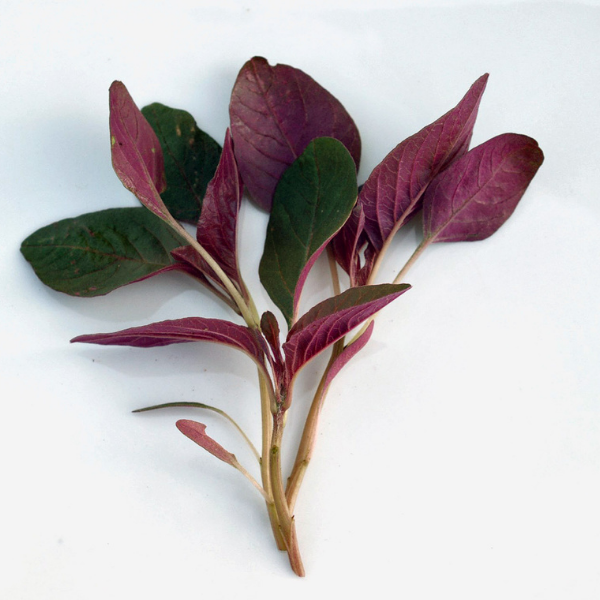 300+ Adet Kırmızı Amaranth Tohumu - Red Garneth Amaranth