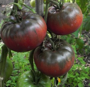 10+ Adet Black From Tula Domatesi Tohumu- Geleneksel-Sırık Tipi