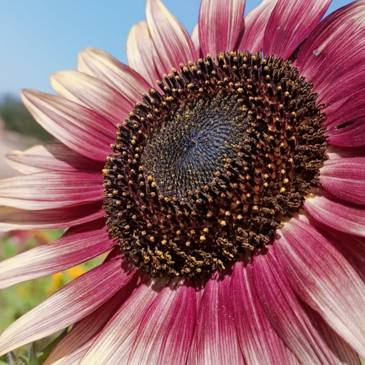 10+ Adet Strawberry Blonde Ayçiçek Tohumu - Çok nadşr