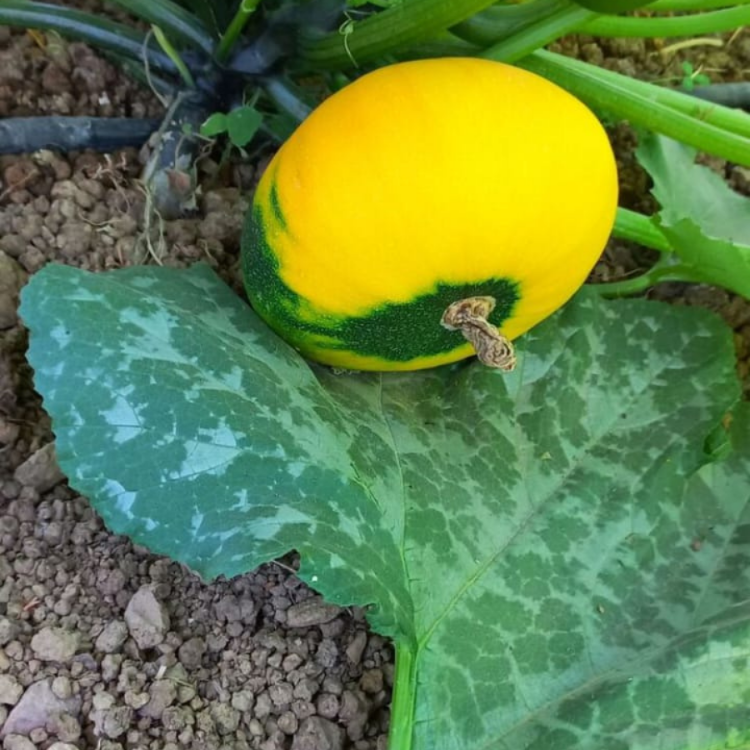 10+ Adet Alaca Dolmalık Top Kabak Tohumu- Geleneksel