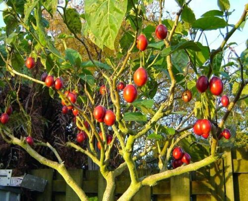 10+ Adet Tamarillo Domates Ağacı Tohumu