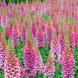 1500+ Adet Yüksük Otu Tohumu- Foxglove