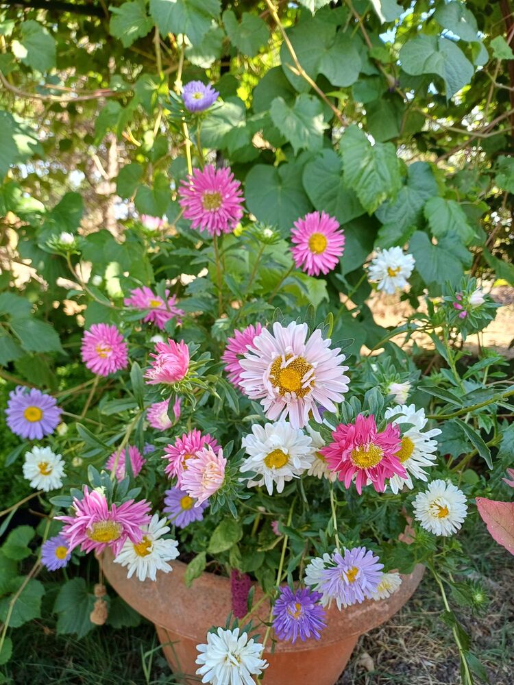 Karışık renk Saraypatı (Aster)