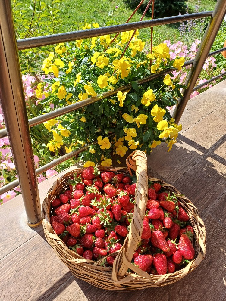 Sarı sarkıcı hercai menekşe tohumu