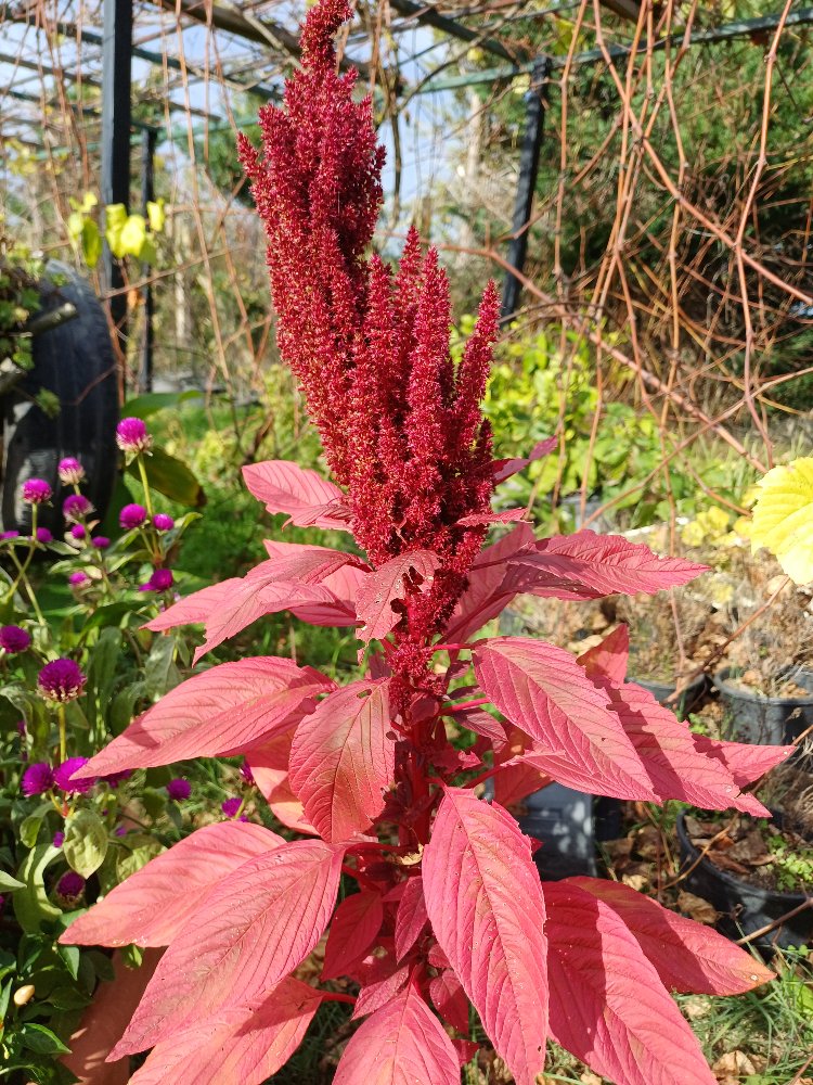 Dik açan amaranth