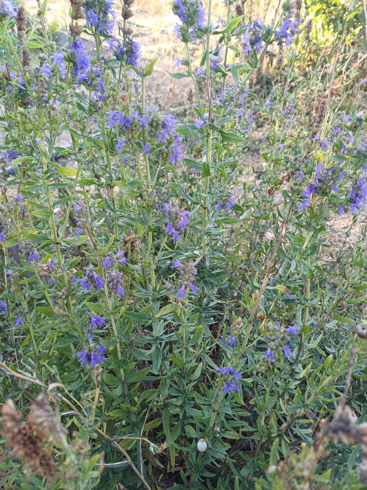 Züfa otu tohumu, tıbbi aromatik