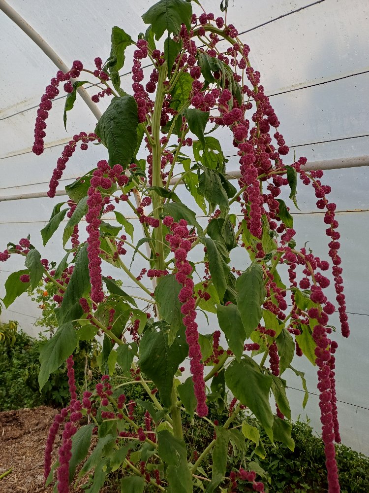 Horoz kuyruğu Amaranth