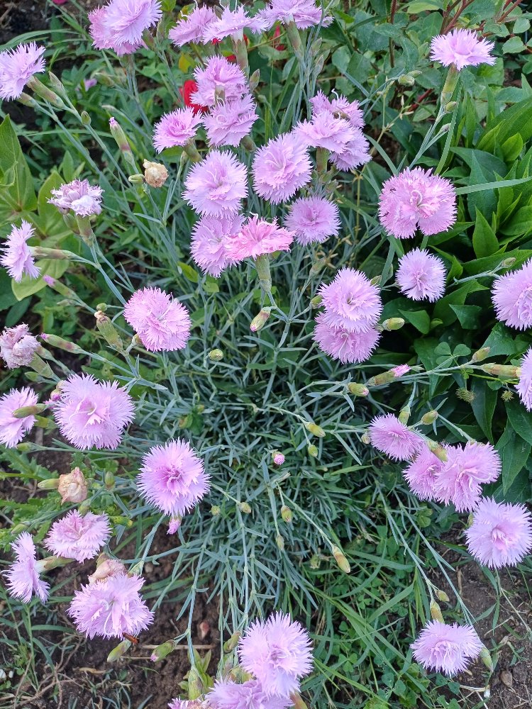 Pembe karanfil fidesi
