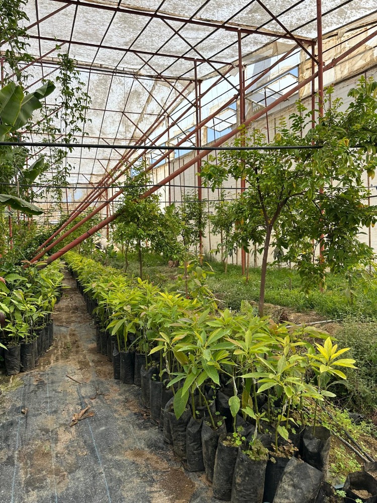 Aşılı Avokado Fidanı 1Adet