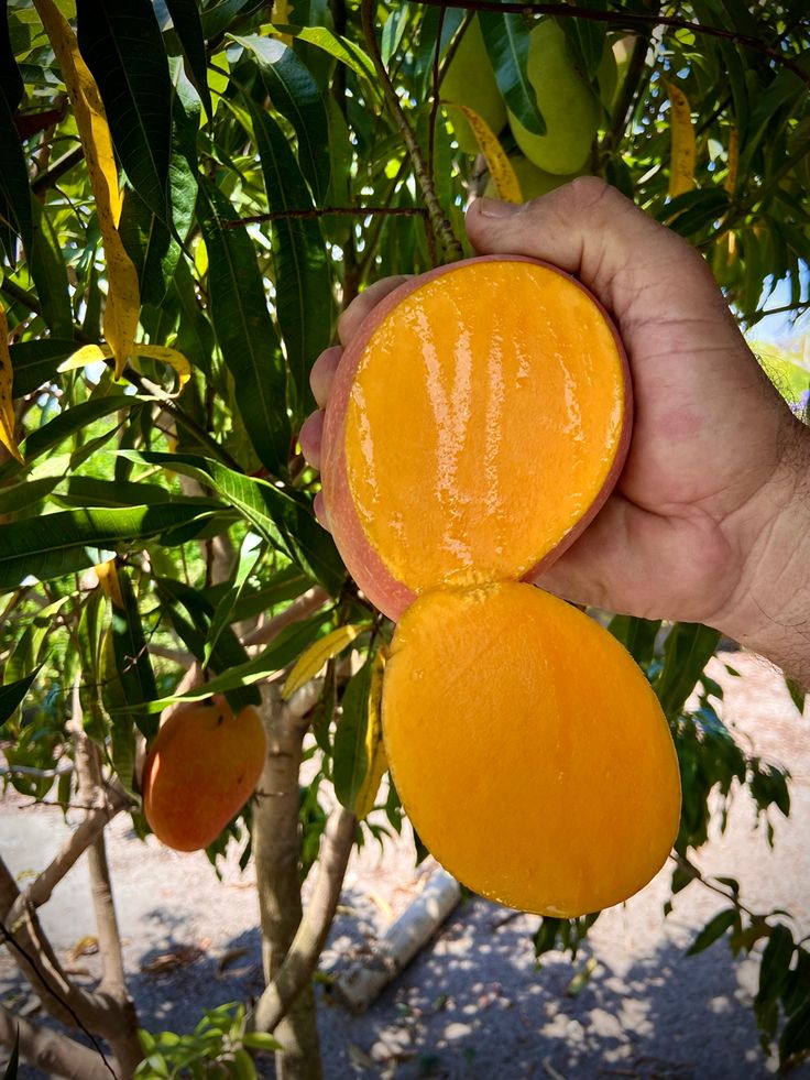 Aşılı Mango Fidanı 1 Adet