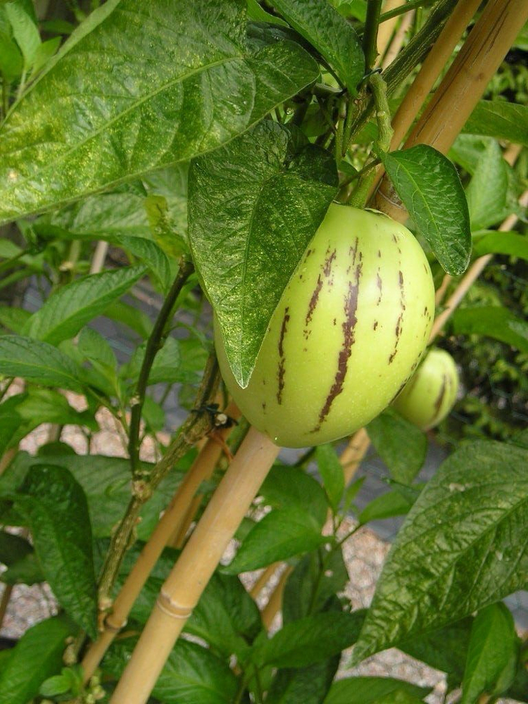 Dalından Taze Pepino Meyvesi 1 Kg