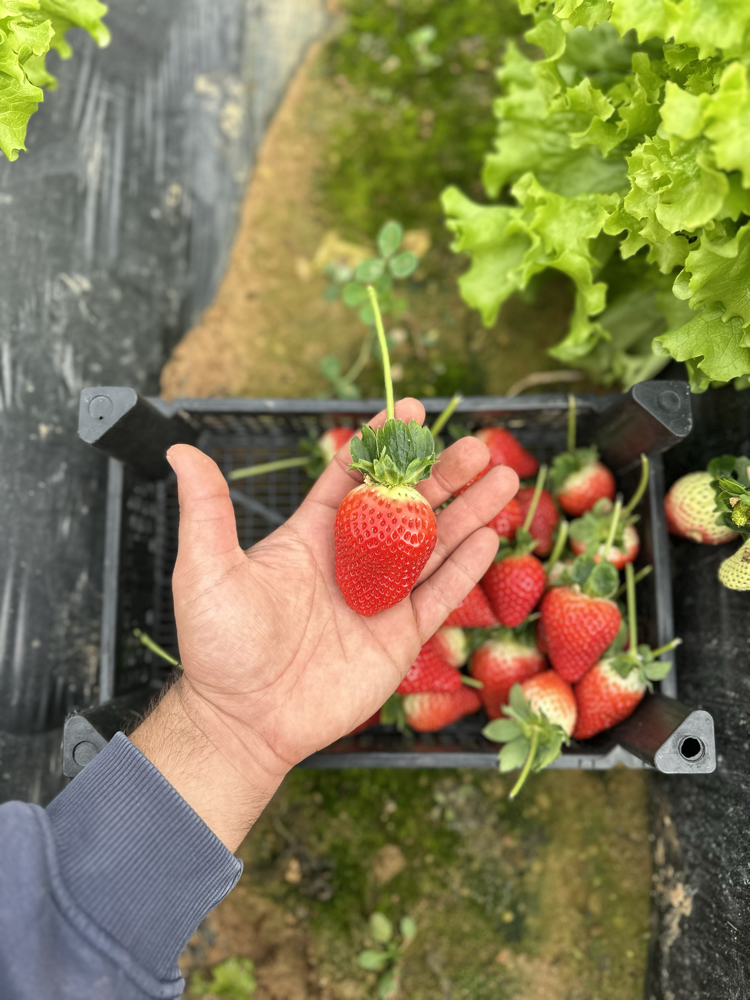 Dalından Taze Yerli Anamur Çilek 1 Kg