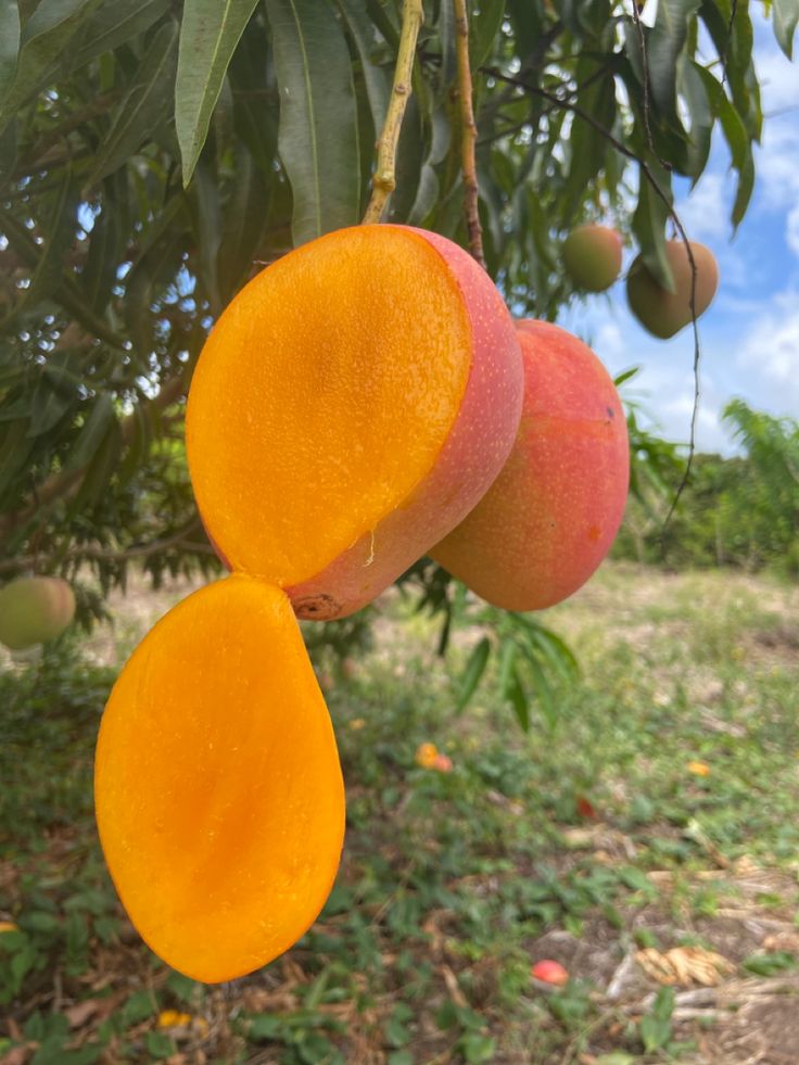 Aşılı Mango Fidanı 1 Adet