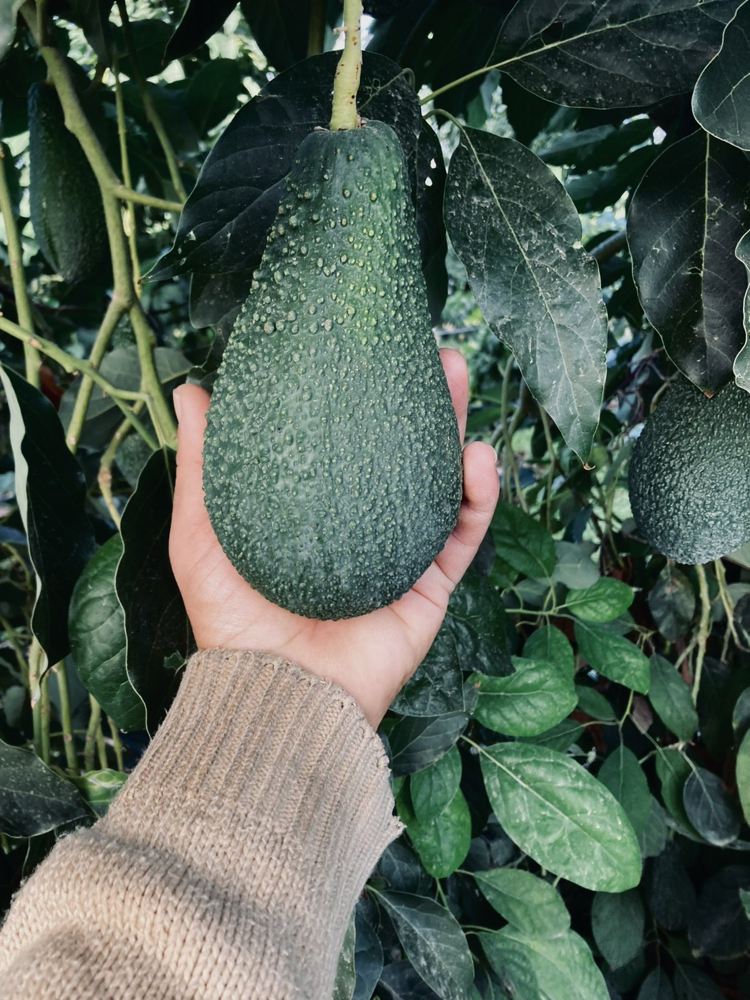 Dalından Taze Avokado (Pinkerton) 1Kg