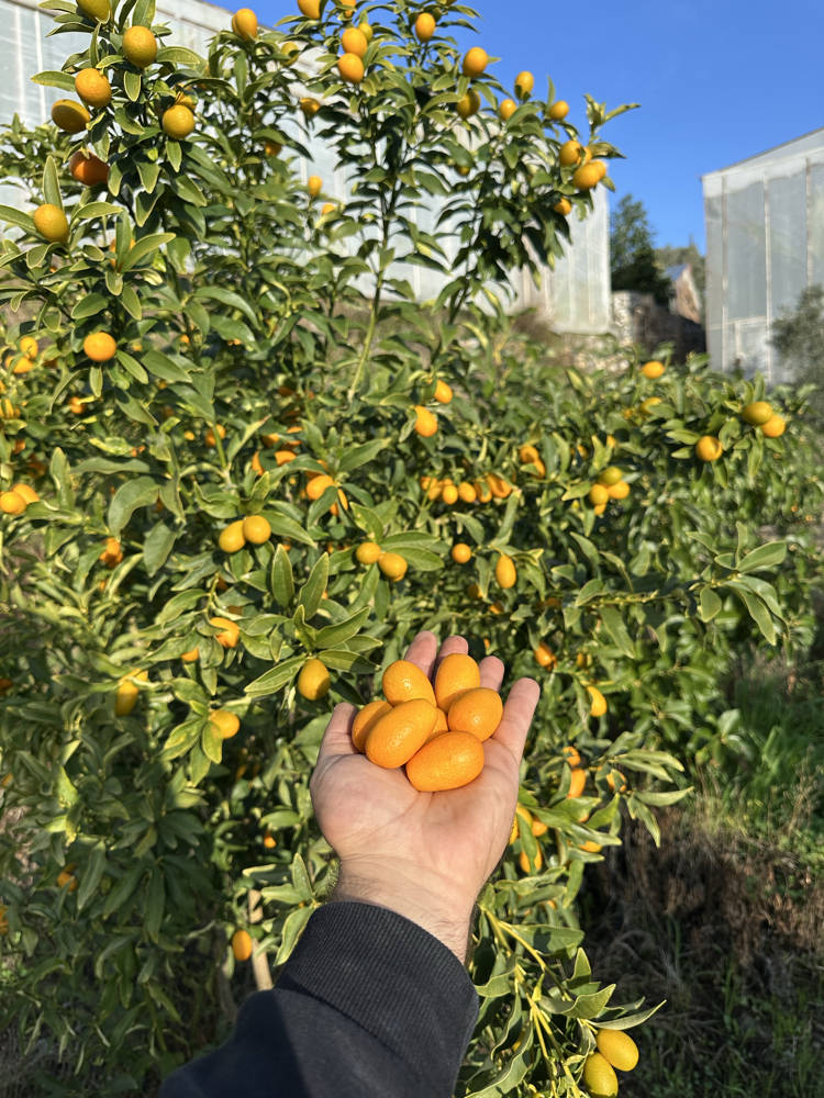 Dalından Taze Kumkuat-Kumkat 1 Kg