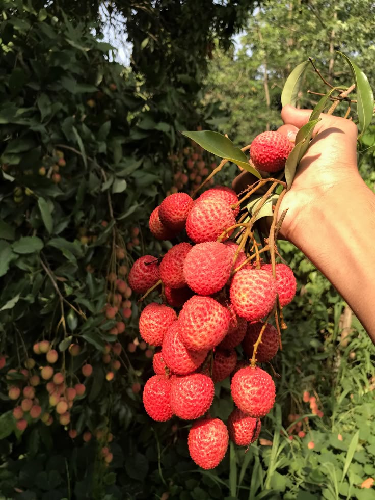 Lychee-Kral Meyvesi Fidanı 1 Adet