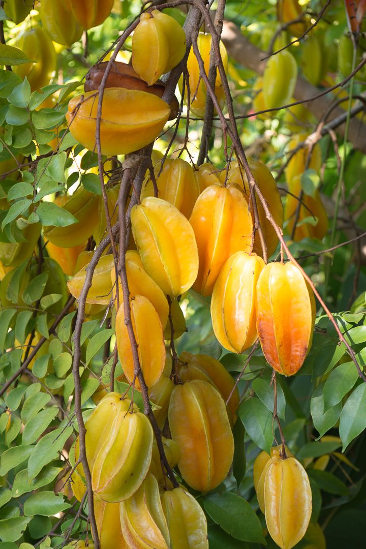Yıldız Meyvesi-Star Fruit-Carambola Meyvesi Fidanı 1 Adet