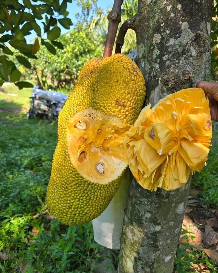 Jack Fruit Meyvesi Fidanı 1 Adet 